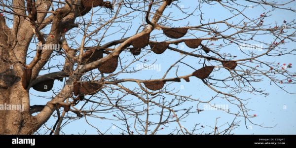 شیو نیری قلعہ میں شہد کی مکھیوں کا حملہ، 60 افراد زخمی