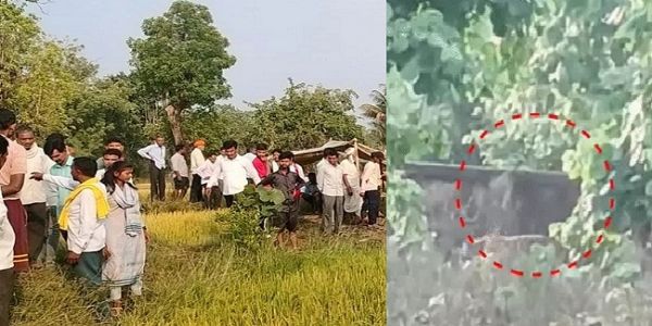 کھیت میں کام کررہے کسان کو شیر جبڑے میں دبا کر لے گیا، گاوں والوں کے شور مچانے پر بھی نہیں چھوڑا