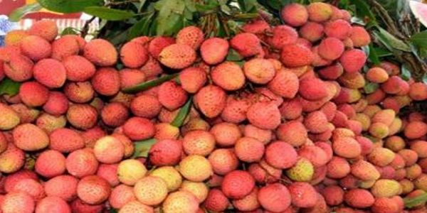 ہندوستان نے قطر، دوحہ اور دبئی کو لیچی برآمد کیا۔
