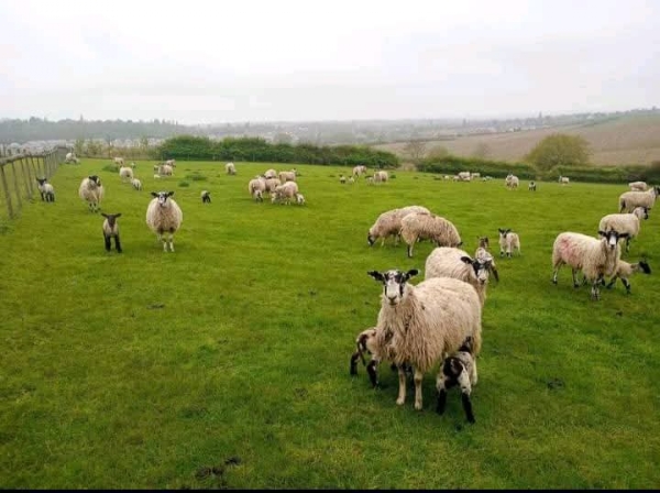 Sheeps, file photo