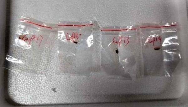 Chinese scientist arrested in US for smuggling toxic fungus