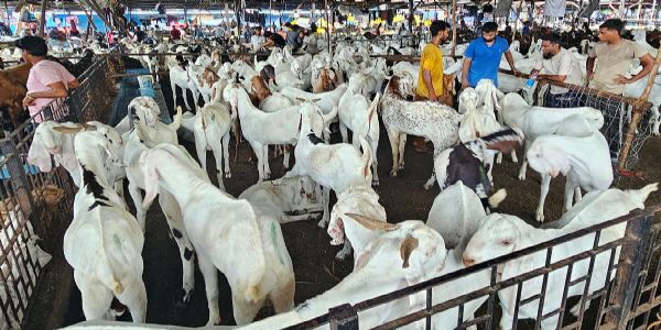 عید قرباں : ممبئی کے دیونار مذبح خانہ میں مختلف ریاستوں سے بڑے پیمانے پر جانوروں کی آمد