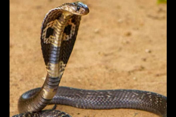 Girl dies of snakebite in Palghar, parents blame delay