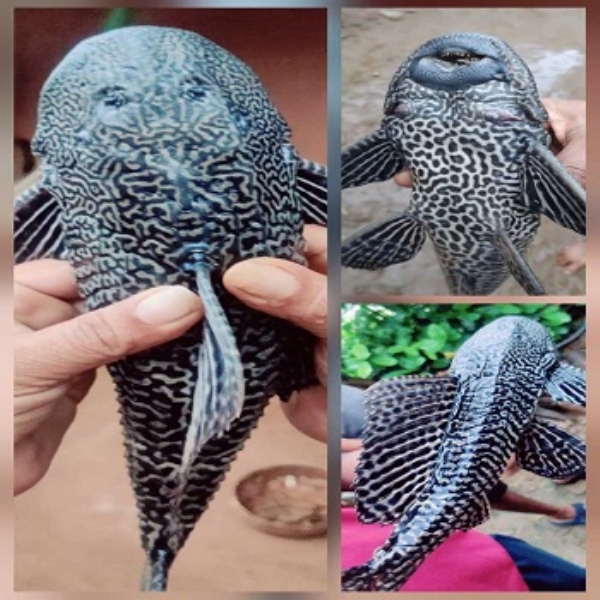 South American pleco fish found in Chintavagu drain of Bijapur, Chhattisgarh