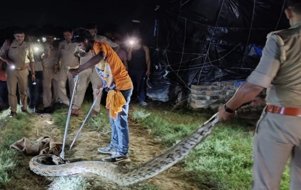 Stir due to giant python, forest department team rescued