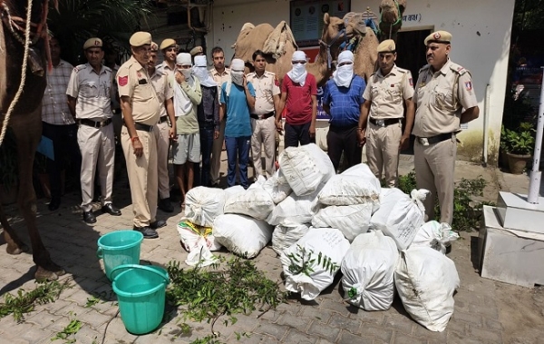 Alcohol smuggling through camels, 5 arrested