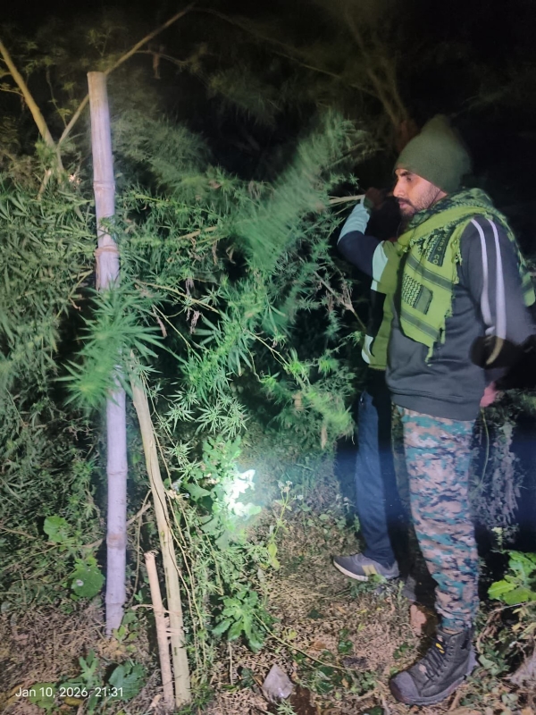 پولیس نے 20 لاکھ روپے مالیت کے گانجہ کی فصل کو تباہ کیا، ایک گرفتار