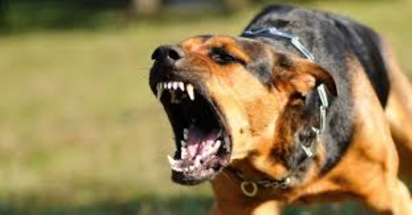 INCIDENT MAHA DOG ATTACK DURING VOTING JALNA