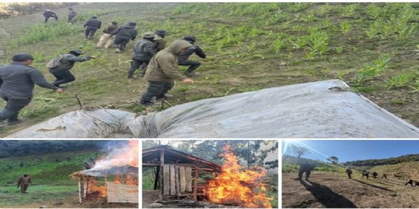 منی پور میں افیون کی 306 ایکڑ غیر قانونی کاشت کو تباہ کیا گیا