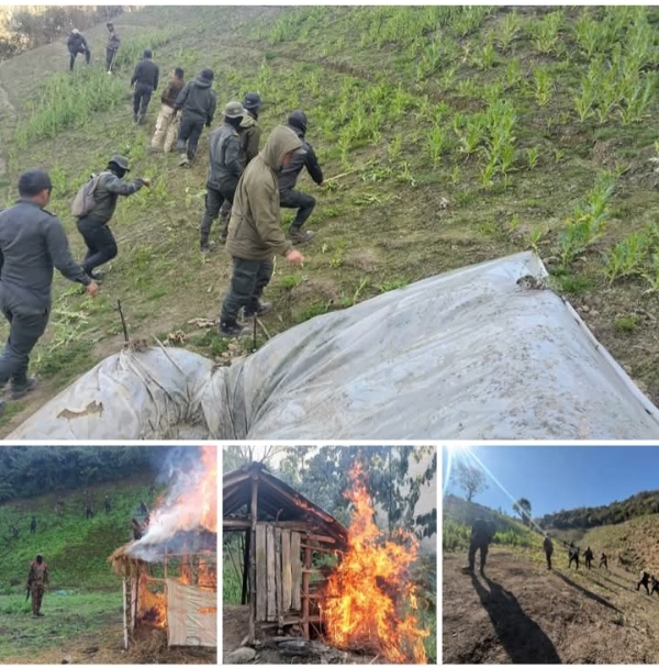 منی پور میں افیون کی 306 ایکڑ غیر قانونی کاشت کو تباہ کیا گیا