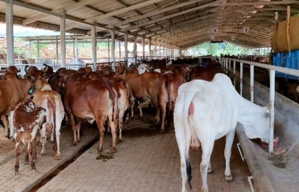 مویشی کی علامتی تصویر