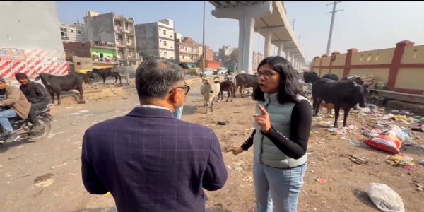 ڈیری مافیا گایوں کا دودھ نکال کر انہیں سڑکوں پر چھوڑ دیتا ہے: سواتی مالیوال