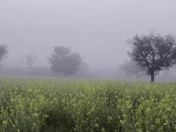 سیکر ضلع میں گزشتہ ایک ہفتے سے مسلسل کوہرا چھا رہا ہے۔ سیکر ضلع میں گزشتہ ایک ہفتے سے مسلسل کوہرا چھا رہا ہے۔