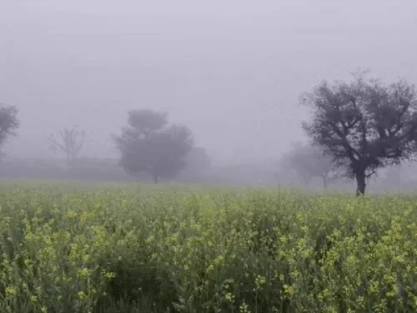 راجستھان میں شدید سردی، نو اضلاع میں گھنی دھند کا الرٹ راجستھان میں شدید سردی، نو اضلاع میں گھنی دھند کا الرٹ