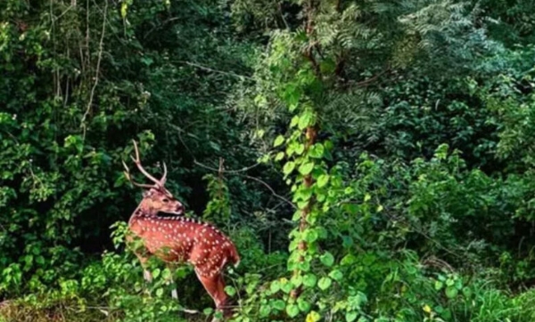 کار سے ٹکرا جانے کے سبب ہرن زخمی کار سے ٹکرا جانے کے سبب ہرن زخمی