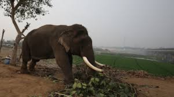 Elephant-Terror-in-Noamundi Elephant-Terror-in-Noamundi