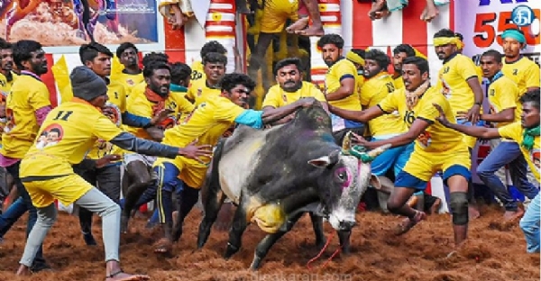 جلی کٹو میں حصہ لینے والے بیلوں اور کھلاڑیوں کے لیے آن لائن رجسٹریشن آج شام سے شروع