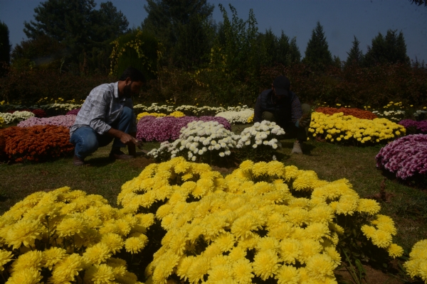 Chrysanthemum Garden Chrysanthemum Garden