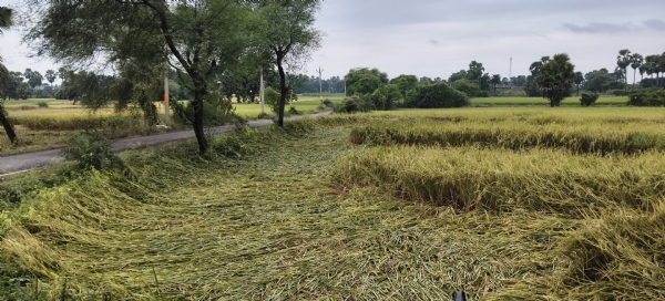 طوفان ارنب کا بھاگلپور میں اثر، تیز ہوا اور بارش سے دھان کی تیار فصلیں زمین بوس، کسان پریشان طوفان ارنب کا بھاگلپور میں اثر، تیز ہوا اور بارش سے دھان کی تیار فصلیں زمین بوس، کسان پریشان