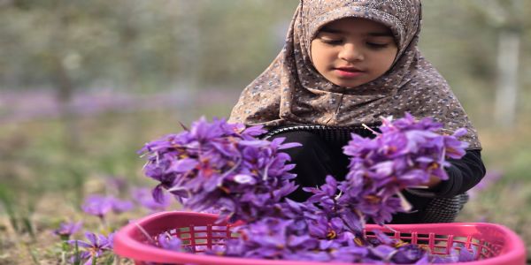بنفشی کھیت، روشن امیدیں : پانپور میں زعفران کے پھول چننے کا آغاز