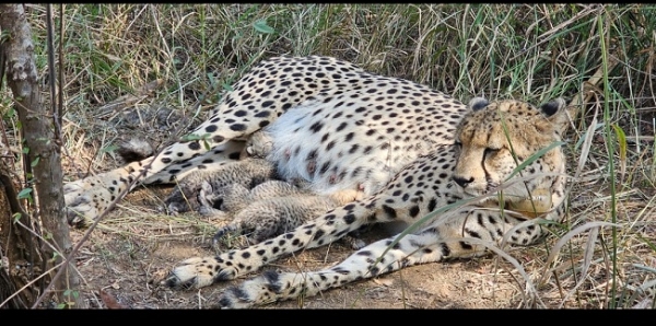 چیتا کے بچے اپنی ماں کے ساتھ۔ چیتا کے بچے اپنی ماں کے ساتھ۔