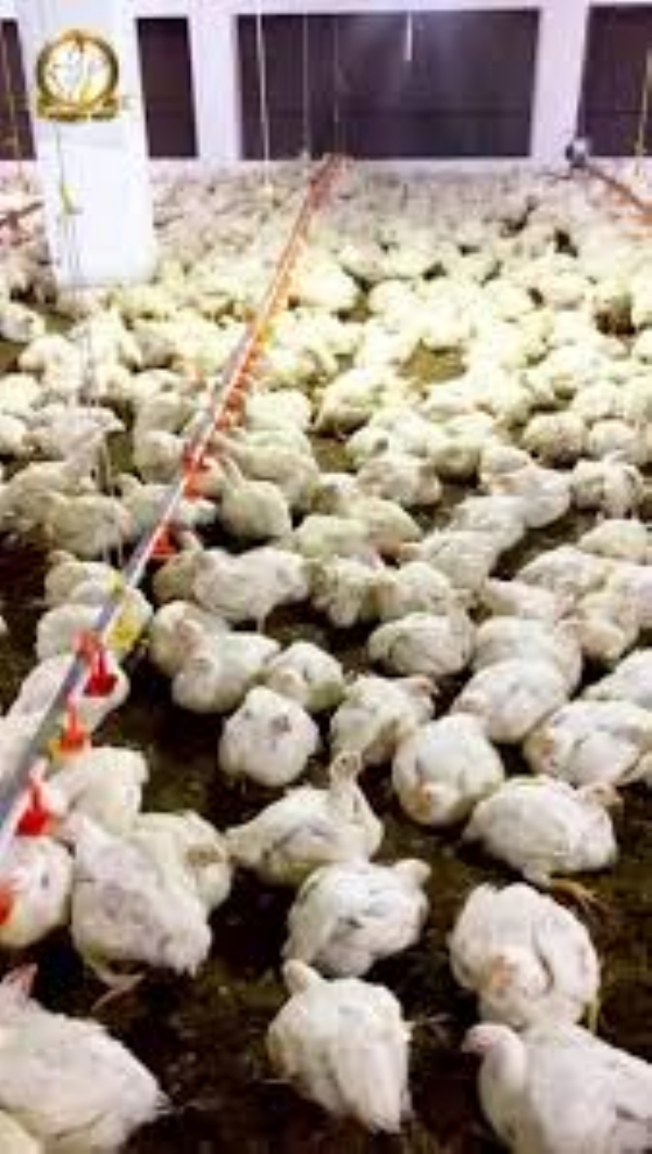 بہار میں برڈ فلو کی دہشت، ماری گئیں 4575 مرغیاں، پٹنہ کا چڑیا گھر بند