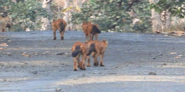 میل گھاٹ ٹائیگر پروجیکٹ میں حیران کن مشاہدہ ، دو مختلف انواع کے درمیان غیر جارحانہ تعلق