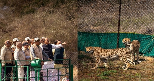 بوٹسوانا سے لائے گئے چیتوں کو کونو کے باڑے میں ریلیز کرنے کے بعد مشاہدہ کرتے ہوئے مرکزی وزیر بھوپیندر یادو بوٹسوانا سے لائے گئے چیتوں کو کونو کے باڑے میں ریلیز کرنے کے بعد مشاہدہ کرتے ہوئے مرکزی وزیر بھوپیندر یادو