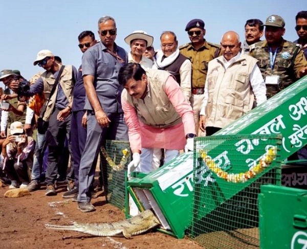 وزیر اعلیٰ نے کونو ندی میں ریلیز کیے گھڑیال اور کچھوے وزیر اعلیٰ نے کونو ندی میں ریلیز کیے گھڑیال اور کچھوے