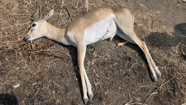 ACCIDENT MAHA Beed Blackbuck Death