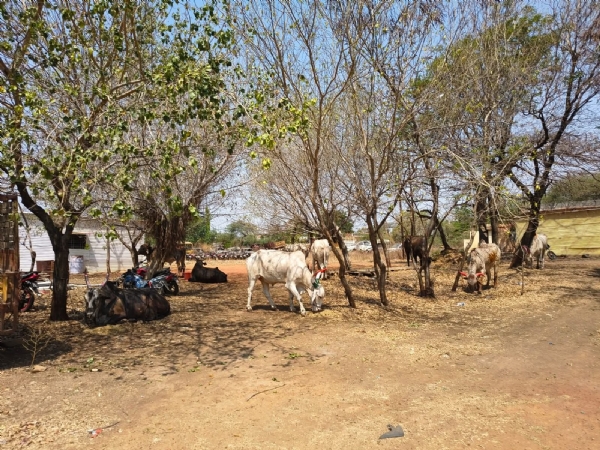 CRIME MAHA Latur Bulls Rescue