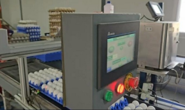 انڈوں پر نمبر ڈالنے کا منظر