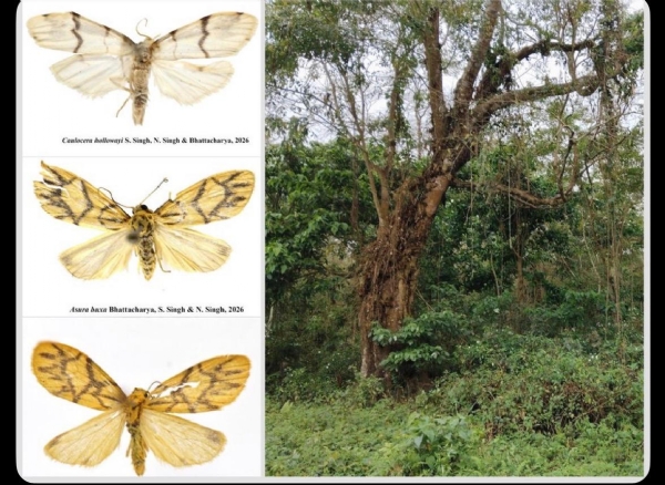 لائکن کیڑے کی دو نئی اقسام کی دریافت، بھوپیندر یادو نے محققین کو مبارکباد دی