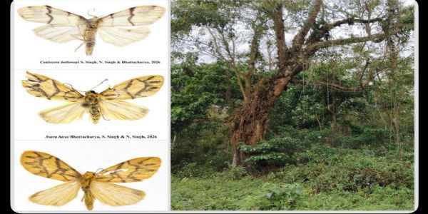 لائکن کیڑے کی دو نئی اقسام کی دریافت، بھوپیندر یادو نے محققین کو مبارکباد دی