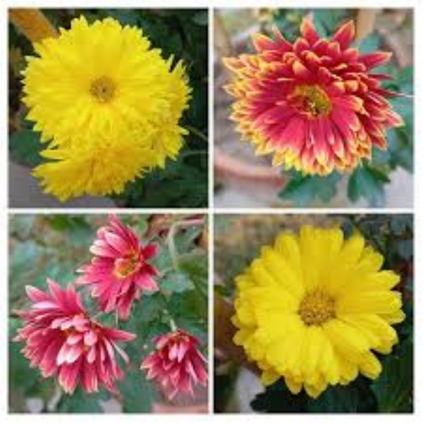 فلوور فلوور