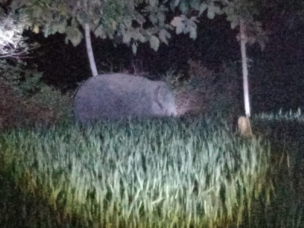 چھتیس گڑھ سے چوتھا ہاتھی انوپ پور پہنچا، محکمہ جنگلات کا الرٹ چھتیس گڑھ سے چوتھا ہاتھی انوپ پور پہنچا، محکمہ جنگلات کا الرٹ