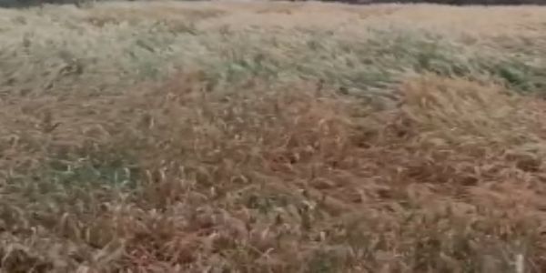 اتر پردیش میں شدید بارش سے فصلوں کو نقصان، آسمانی بجلی گرنے سے تین افراد ہلاک