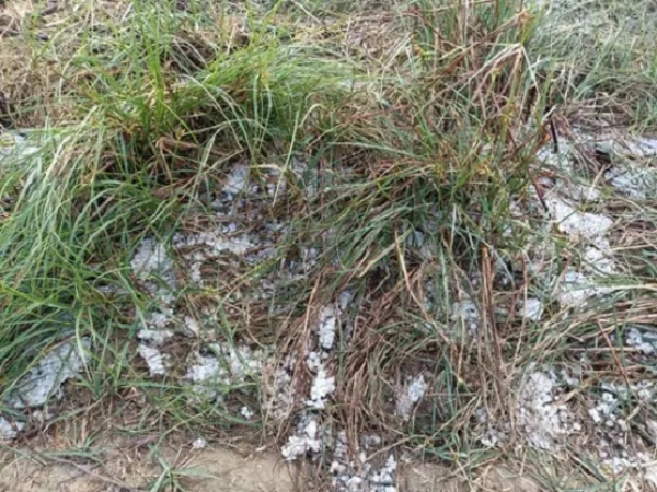 ٹونک ضلع کی سوپ تحصیل میں جمعہ کی صبح چنے کے سائز کے اولے گرے۔