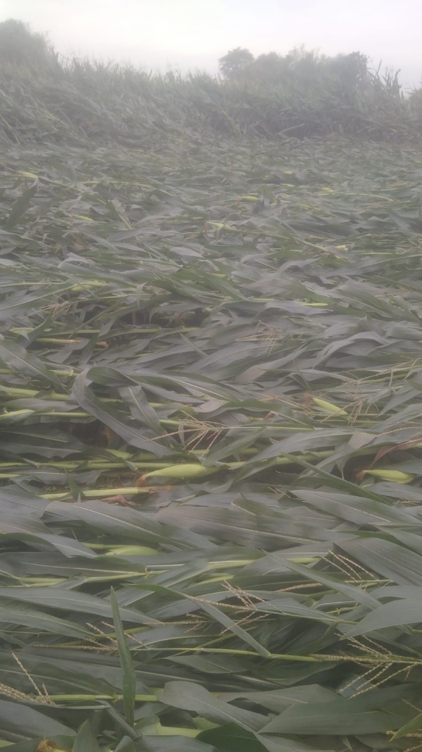 گیا کے ربڑ ڈیم پر مشتبہ ٹرالی بیگ سے آٹھ زندہ کارتوس برآمد