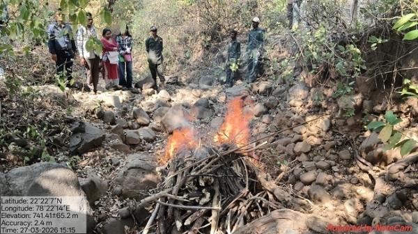 چھندواڑہ میں زہریلا گوشت کھانے سے شیر کی موت، چار ملزمان گرفتار چھندواڑہ میں زہریلا گوشت کھانے سے شیر کی موت، چار ملزمان گرفتار