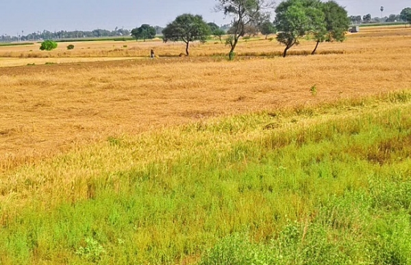 مونگیر میں آندھی۔ طوفان کا قہر، 200 ایکڑ فصل تباہ مونگیر میں آندھی۔ طوفان کا قہر، 200 ایکڑ فصل تباہ