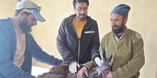 زخمی کستوری ہرن کو شمالی کشمیر کے گریز میں کنٹرول لائن کے قریب بچایا گیا
