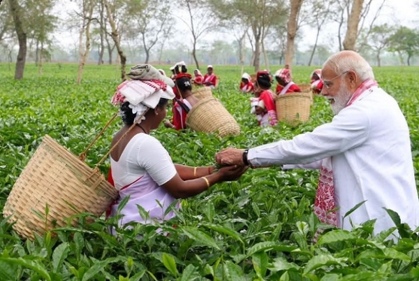 PM-Modi-Plucks-Tea-leaves