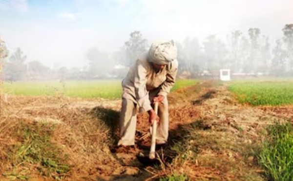 Crops-Damaged-by-Rain-and-Hail