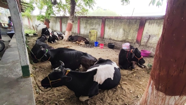 مویشیوں سے لدی ڈی سی ایم گاڑی ضبط، دو حراست میں