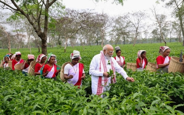 PM-Modi-Plucks-Tea-leaves