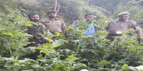 ڈوڈہ پولیس کی منشیات مخالف مہم تیزی سے جاری