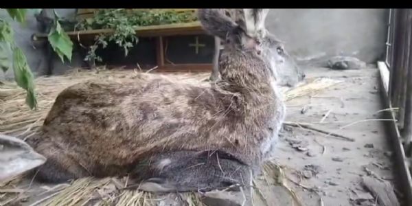 وادی گریز میں لائن آف کنٹرول پر نایاب ہمالیائی کستوری ہرن کو بچایا گیا