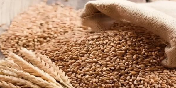 ڈی جی ایف ٹی نے اضافی 25 لاکھ میٹرک ٹن گندم کی برآمد کی منظوری سے مطلع کیا۔