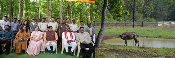 وزیر اعلیٰ ڈاکٹر موہن یادو نے کانہا نیشنل پارک میں جنگلی بھینسوں کی دوبارہ بحالی کے کام کا آغاز کیا